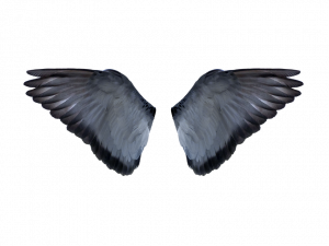 Rook Bird PNG Image