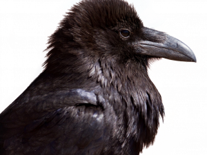 Sitting American Crow PNG