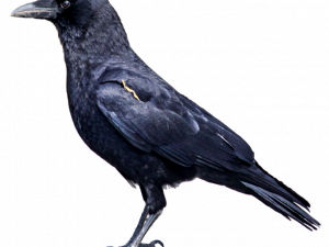 Sitting American Crow PNG Free Download