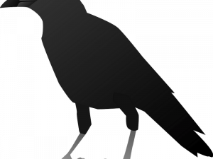 Sitting American Crow PNG HD Image