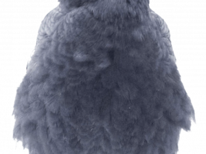 Sitting American Crow PNG Image File