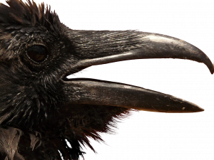 Sitting American Crow PNG Pic