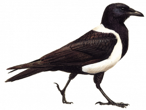 Sitting Hooded Crow PNG File