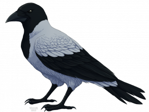 Sitting Hooded Crow PNG Free Image