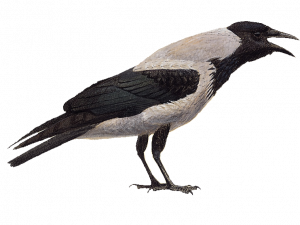 Sitting Hooded Crow PNG HD Image