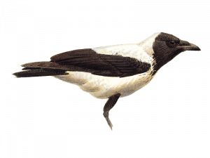 Sitting Hooded Crow PNG High Quality Image