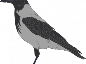 Sitting Hooded Crow PNG Image File