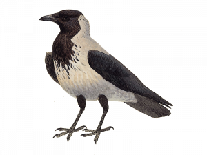 Sitting Hooded Crow PNG Pic