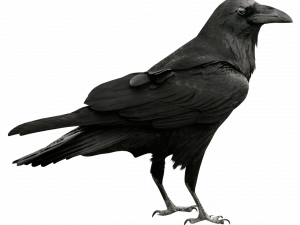 Sitting Hooded Crow PNG Picture