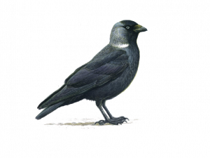 Sitting Hooded Crow Transparent