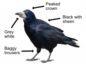 Sitting Rook Bird PNG