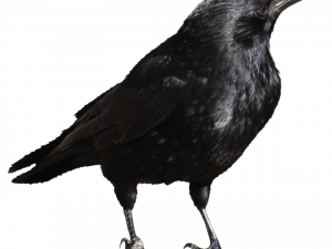 Sitting Rook Bird PNG Free Download