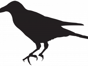 Sitting Rook Bird PNG Pic