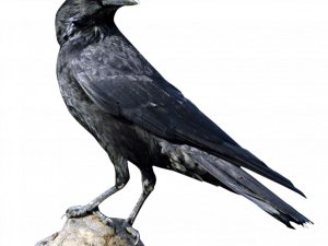 Sitting Rook Bird Transparent