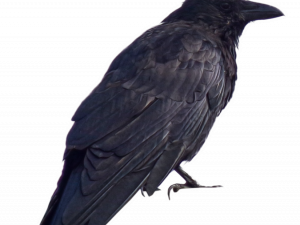 Songbird Common Blackbird PNG