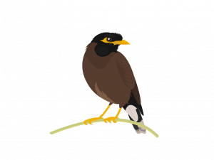 Songbird Common Blackbird PNG File