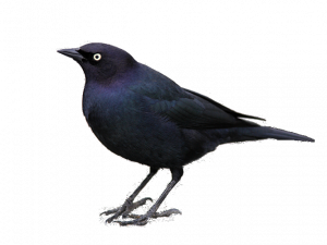 Songbird Common Blackbird PNG Picture