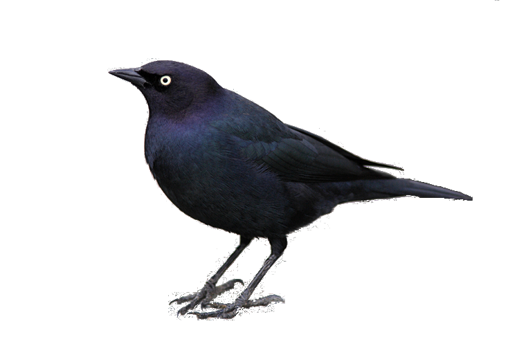 Songbird Common Blackbird Png Picture Png All