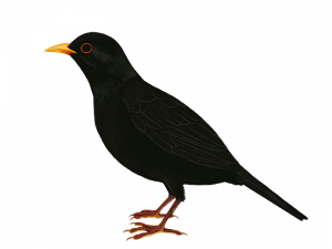 Wild Common Blackbird PNG Free Image