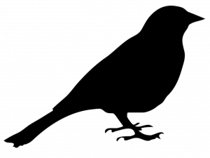 Wild Common Blackbird PNG High Quality Image