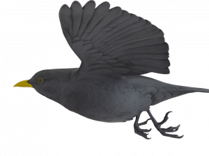 Wild Common Blackbird PNG Images