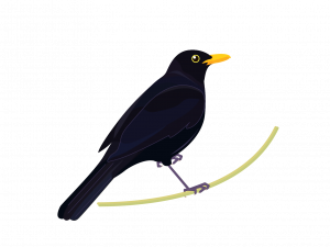 Wild Common Blackbird PNG Picture